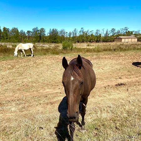 Casa Dos Arcos - Penina 빌라