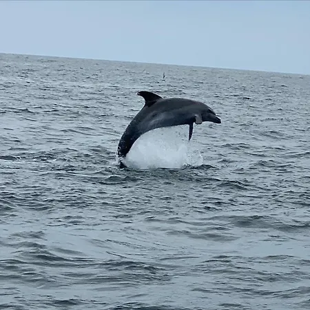 Casa Dos Arcos - Penina Villa
