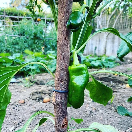 Villa Casa Dos Arcos - Penina Portimao